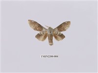 藏品(臺蟻舟蛾)的圖片